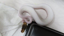 Load image into Gallery viewer, Black Pastel Piebald Ball Python Pair
