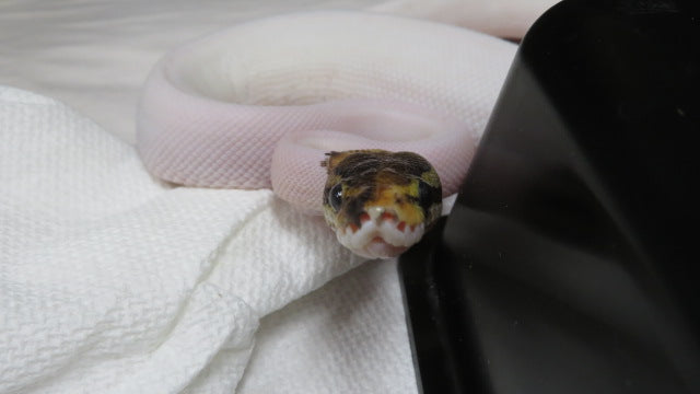 Black Pastel Piebald Ball Python