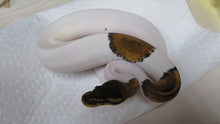 Load image into Gallery viewer, Black Pastel Piebald Ball Python Pair
