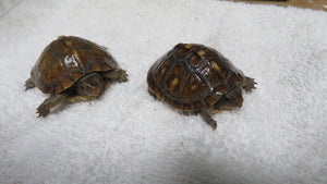 Baby Three Toed Box Turtle
