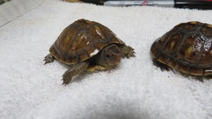 Baby Three Toed Box Turtle