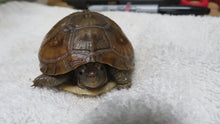 Load image into Gallery viewer, Baby Three Toed Box Turtle
