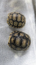 Load image into Gallery viewer, Leopard Tortoise Baby
