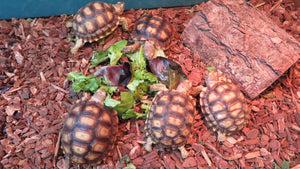 Sulcata Tortoise females