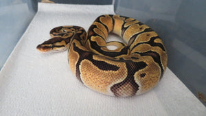 Pastel Enchi 100% Het Clown 66% het Hypo