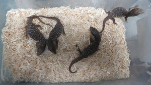 Savannah Monitor