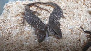 Savannah Monitor