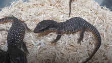 Load image into Gallery viewer, Savannah Monitor
