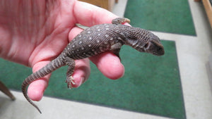 Savannah Monitor