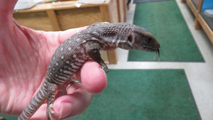 Savannah Monitor