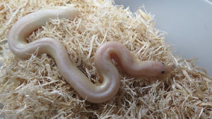 Snow Kenyan Sand Boa