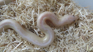 Snow Kenyan Sand Boa