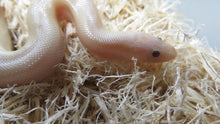 Load image into Gallery viewer, Snow Kenyan Sand Boa
