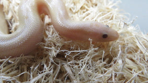 Snow Kenyan Sand Boa