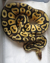 Load image into Gallery viewer, Pastel Cypress Het Hypo
