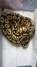 Load image into Gallery viewer, Pastel Cypress Het Hypo
