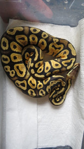 Pastel Cypress Het Hypo