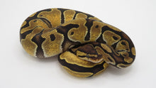 Load image into Gallery viewer, Pastel Enchi 100% Het Clown 66% het Hypo
