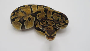 Pastel Enchi 100% Het Clown 66% het Hypo