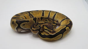 Pastel Enchi 100% Het Clown 66% het Hypo