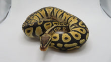 Load image into Gallery viewer, Pastel Cypress Het Hypo
