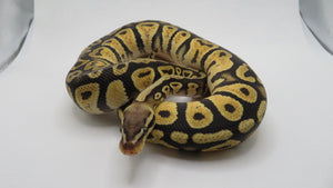 Pastel Cypress Het Hypo