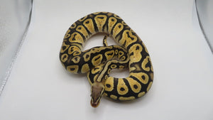 Pastel Cypress Het Hypo