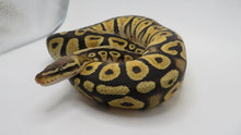 Load image into Gallery viewer, Pastel Cypress Het Hypo
