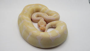 Albino Enchi Ball Python