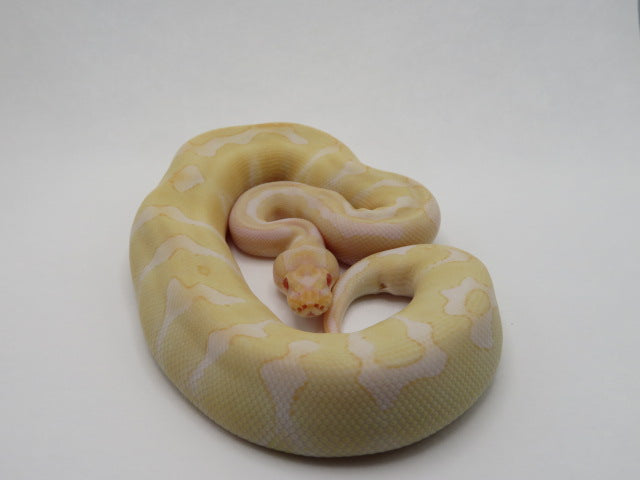 Albino Enchi Ball Python