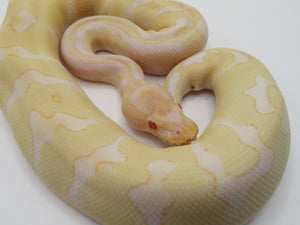 Albino Enchi Ball Python