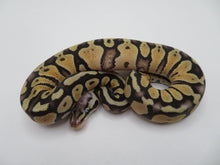 Load image into Gallery viewer, Super Pastel Clown Ball Python
