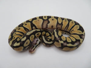 Super Pastel Clown Ball Python