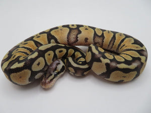 Super Pastel Clown Ball Python