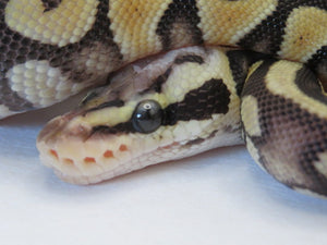 Super Pastel Clown Ball Python