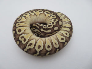 Pastel Lesser Ball Python