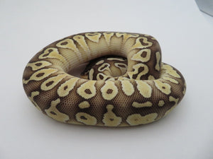 Pastel Lesser Ball Python