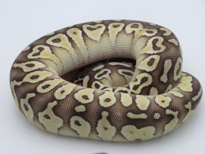 Pastel Lesser Ball Python