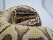 Load image into Gallery viewer, Pastel Lesser Ball Python
