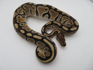 Russo Ball Python