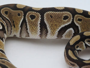 Russo Ball Python