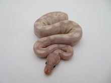 Load image into Gallery viewer, Super Banana Ball Python Female
