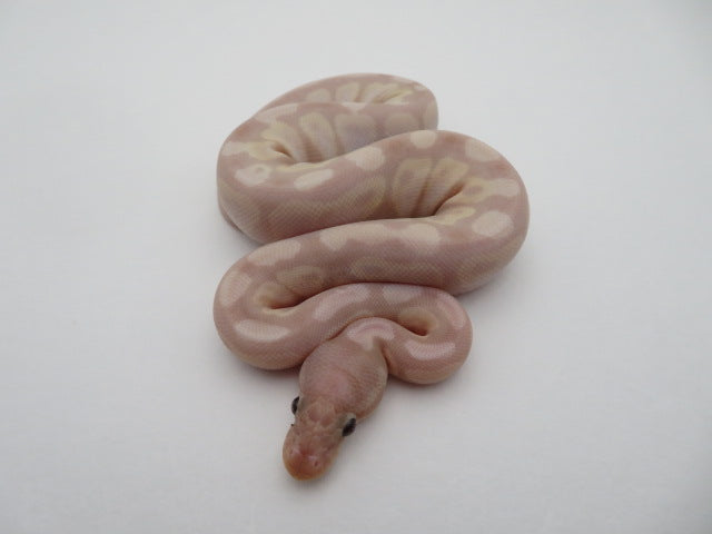 Super Banana Ball Python Female