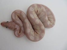 Load image into Gallery viewer, Super Banana Ball Python Female
