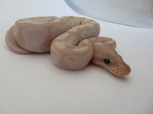 Load image into Gallery viewer, Super Banana Ball Python Female
