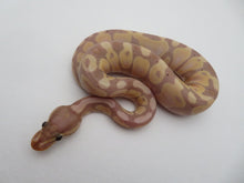 Load image into Gallery viewer, Banana Pastel Ball Python Female
