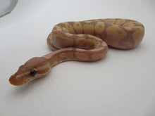 Load image into Gallery viewer, Banana Pastel Ball Python Female
