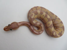 Load image into Gallery viewer, Banana Pastel Ball Python Female
