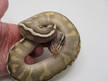 Load image into Gallery viewer, GHI Mojave Yellow Belly Pastel Ball Pythons Males B16  D2
