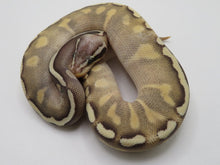 Load image into Gallery viewer, GHI Mojave Yellow Belly Pastel Ball Pythons Males
